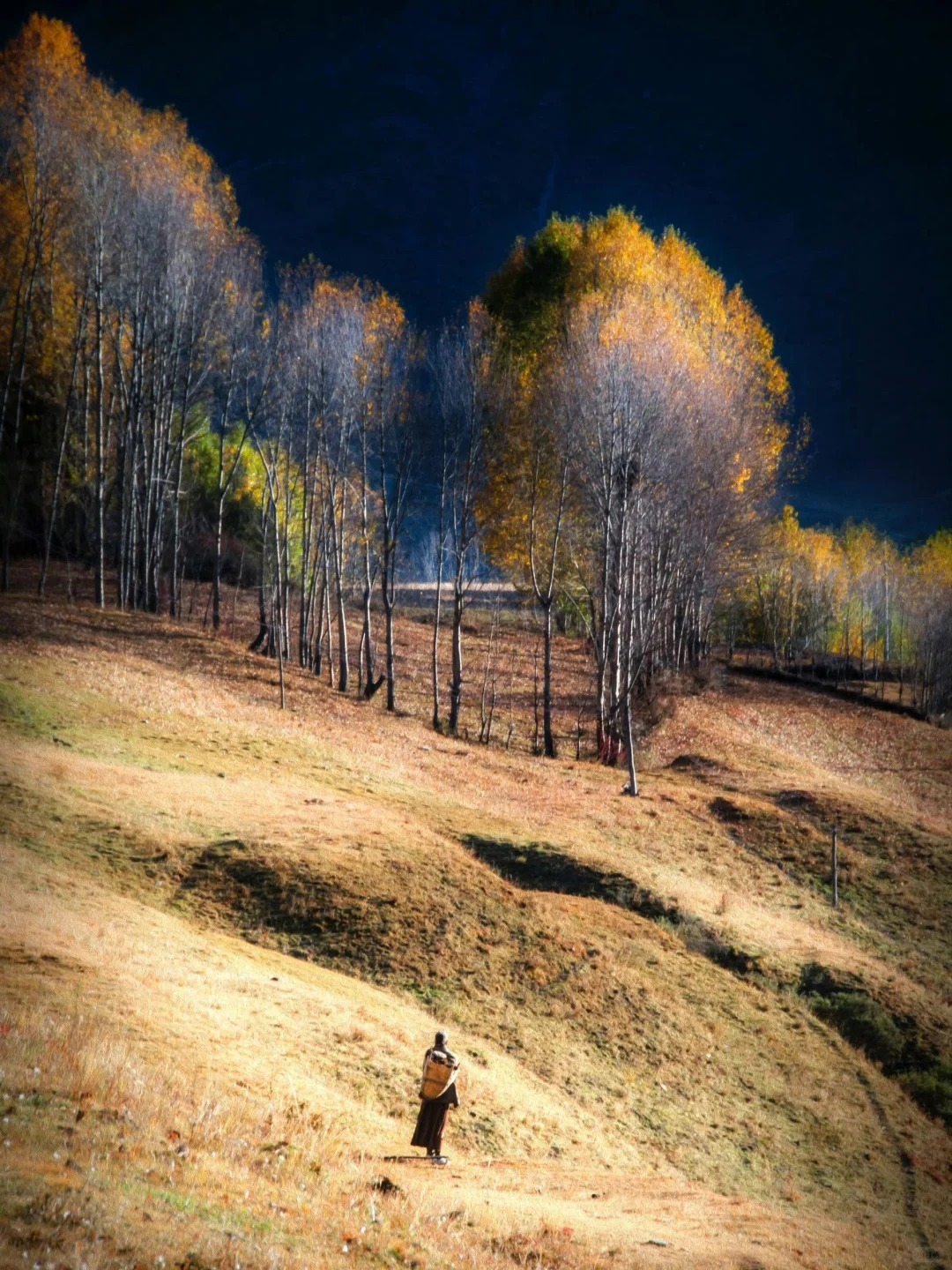 新都桥秋景太绝了❗️拍照党的打卡圣地📸_